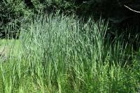 Typha latifolia