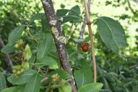 Lonicera periclymenum