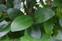 Ligustrum japonicum