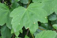 Acer pseudoplatanus