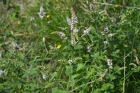 Mentha suaveolens