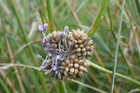 Allium vineale