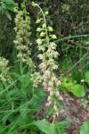 Epipactis helleborine