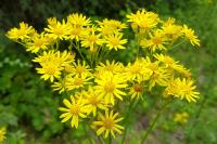 Jacobaea vulgaris