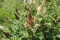 Rhus typhina