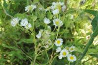 Erigeron annuus