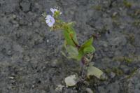 Veronica scutellata