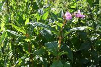 Impatiens glandulifera