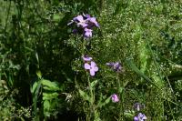 Lunaria annua
