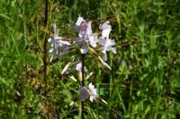 Saponaria officinalis
