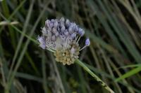 Allium vineale