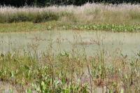 Alisma plantago-aquatica