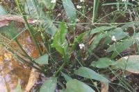 Alisma lanceolatum