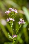 Centaurium erythraea