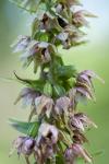 Epipactis helleborine
