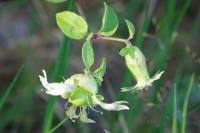 Silene baccifera