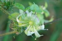 Silene baccifera