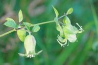 Silene baccifera
