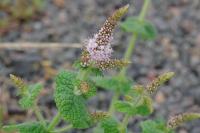 Mentha suaveolens
