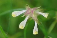 Melampyrum cristatum