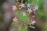 Sedum cepaea