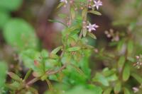 Sedum cepaea