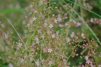 Sedum cepaea