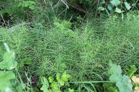 Equisetum arvense