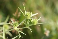 Eryngium campestre