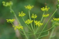 Pastinaca sativa