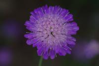 Knautia arvensis