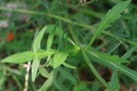 Knautia arvensis