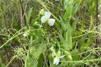 Pisum sativum