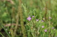 Lythrum hyssopifolia