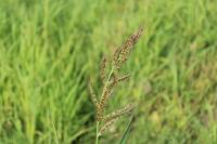 Echinochloa crus-galli