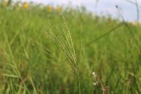 Digitaria sanguinalis