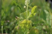 Kickxia spuria