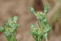 Filago pyramidata