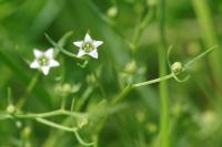 Thesium humifusum