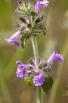 Clinopodium vulgare