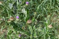 Onopordum acanthium