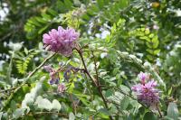 Robinia
