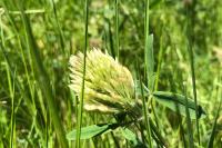 Trifolium ochroleucon