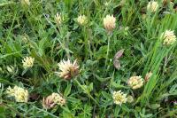 Trifolium ochroleucon
