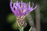 Centaurea jacea