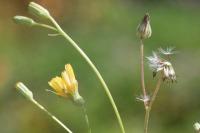Crepis capillaris