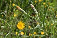 Hypochaeris radicata