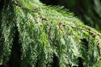Taxodium distichum