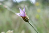 Xeranthemum cylindraceum