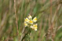 Antirrhinum majus
